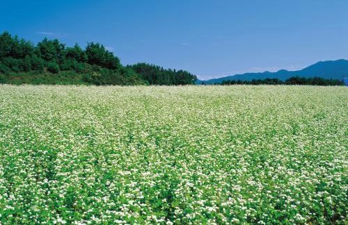 赤峰荞麦