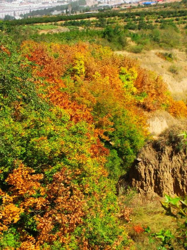 南山枫叶黄,草原旅游