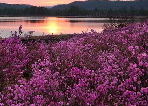 扎兰屯市杜鹃花观赏基地