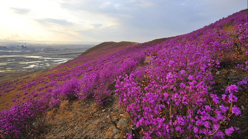 扎兰屯市杜鹃花观赏基地