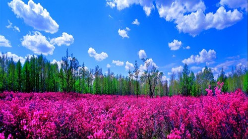 扎兰屯市杜鹃花观赏基地