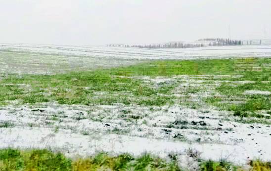 夏雨雪，白雪生绿草，清凉草原别样夏