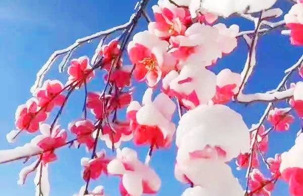 夏雨雪，白雪生绿草，清凉草原别样夏