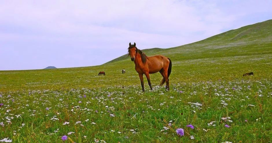 内蒙古高原简介（Brief of Inner Mongolia Plateau）