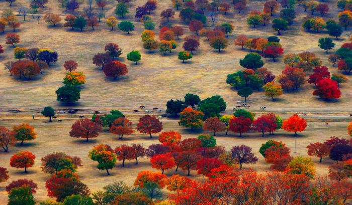 秋季的五角枫自然保护区