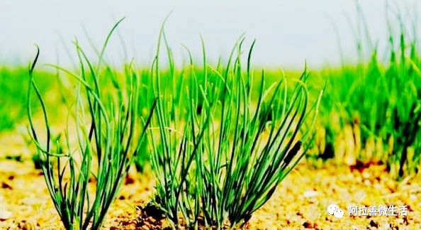 阿拉善草原特产-沙葱