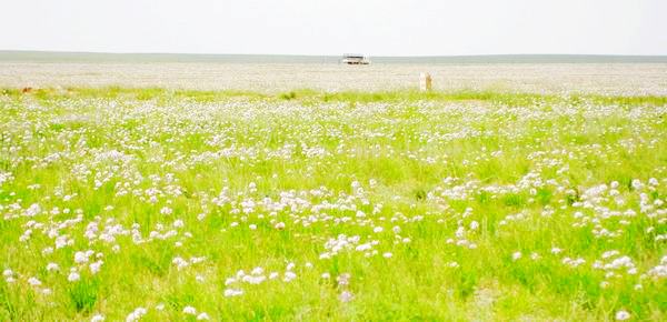 沙葱花海