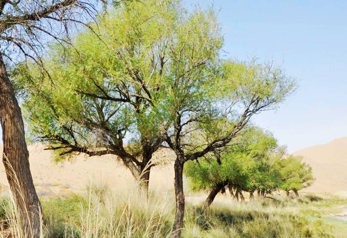 巴丹吉林沙漠景区巴格吉林湖畔的树木