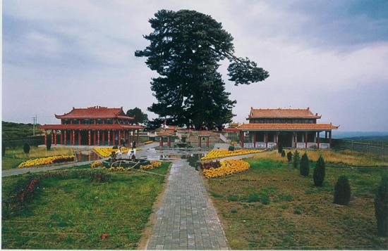 准格尔油松王景区