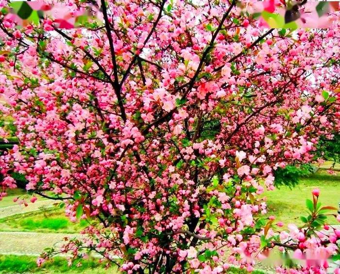 希伯花镇万亩锦绣海棠