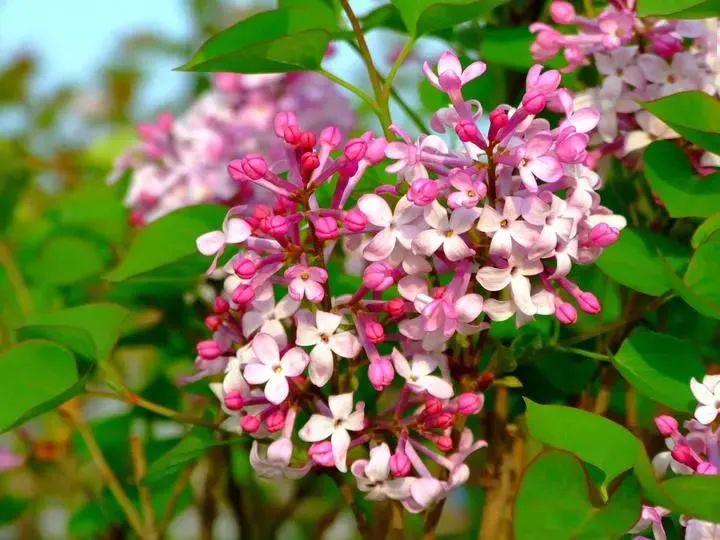 青龙山丁香花